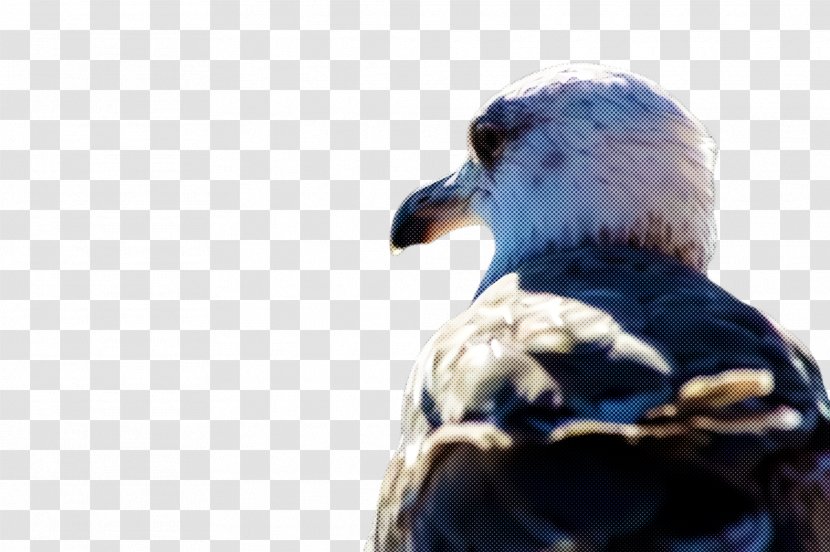 Feather - Water Bird - Laughing Kookaburra Falconiformes Transparent PNG