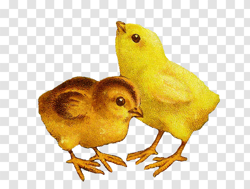 Bird Chicken Atlantic Canary Yellow Canary Transparent PNG