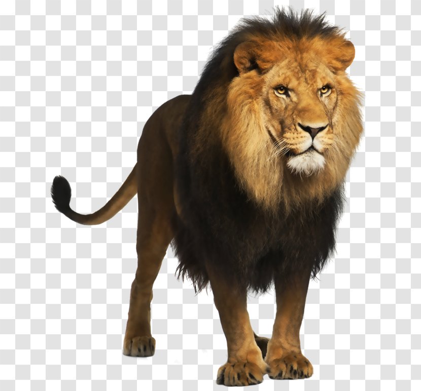 Lion Computer File - Big Cats - Picture Transparent PNG