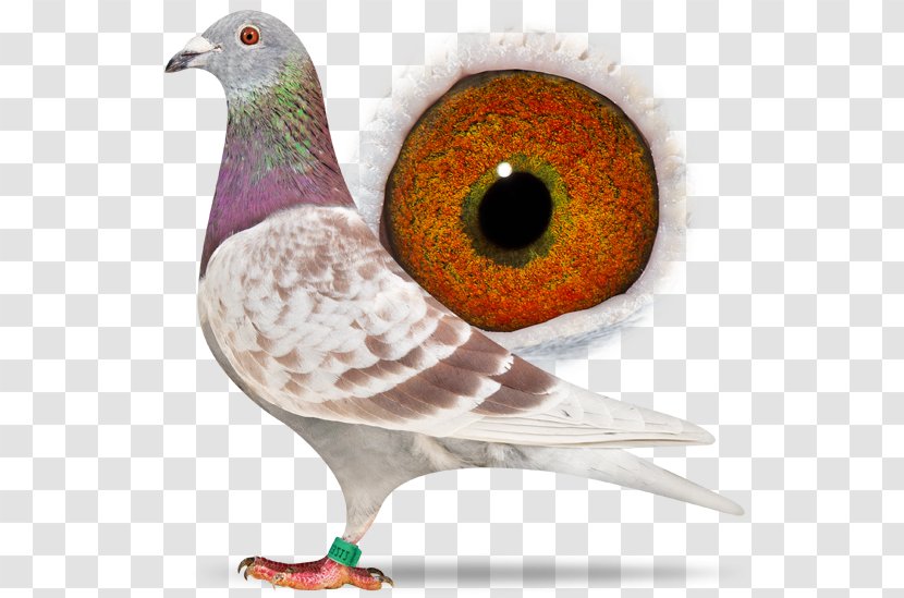 Racing Homer Homing Pigeon Columbidae - Pigeons And Doves - Bird Transparent PNG