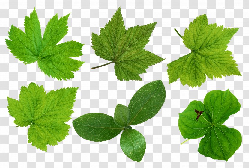 Green Leaves Leaf - Jiaogulan - Picture Transparent PNG