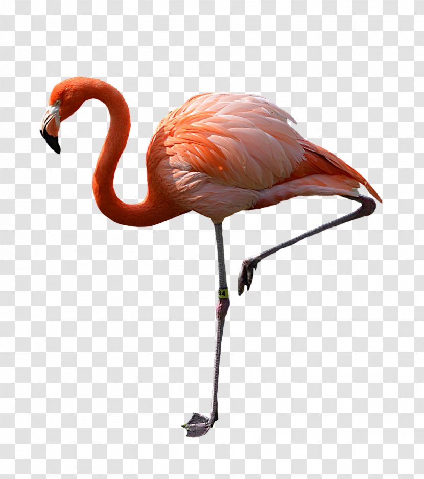 Flamingo Clip Art - Document Transparent PNG