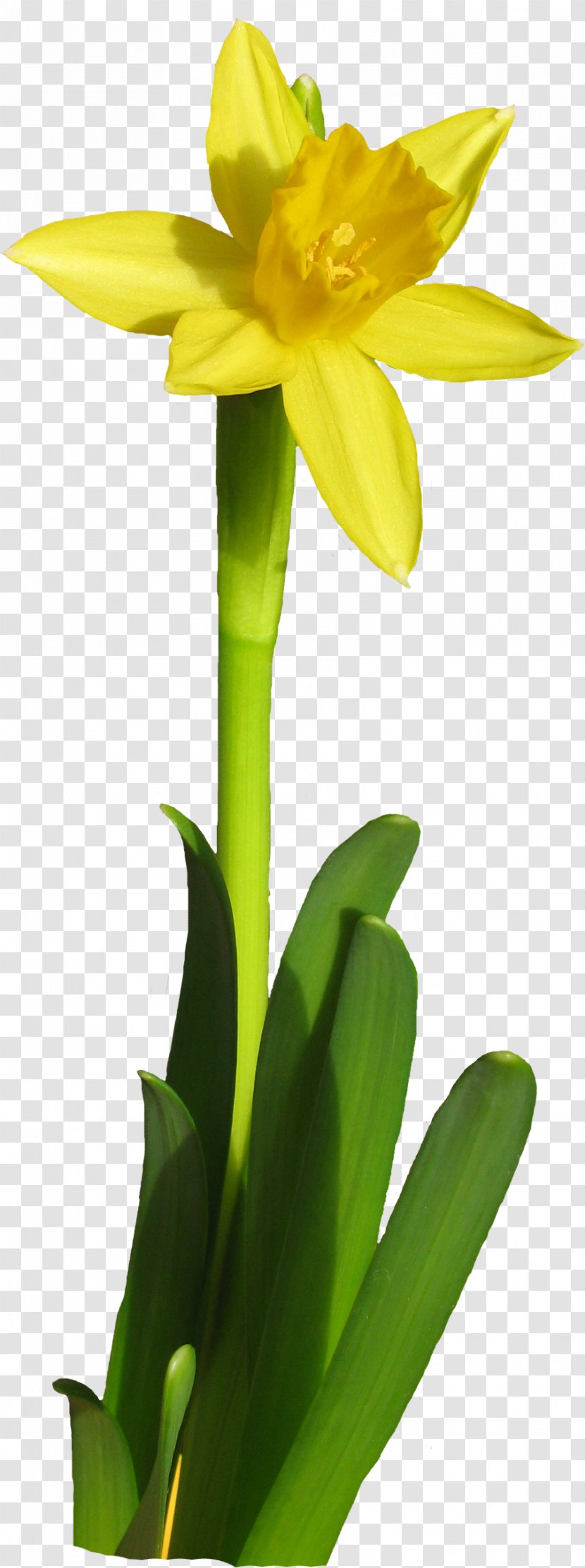 Daffodil Flower Tulip Floristry - Plant Transparent PNG