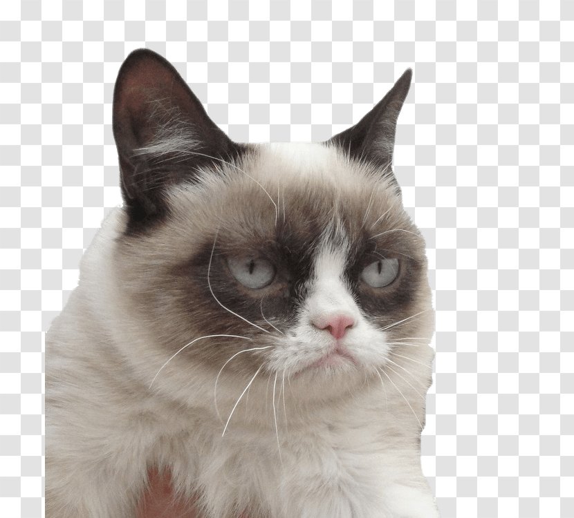 Grumpy Cat Kitten Desktop Wallpaper - Ragdoll Transparent PNG