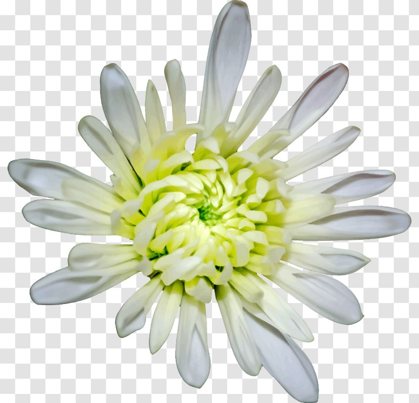 Flower Petal Clip Art - Flowering Plant - Petals Transparent PNG