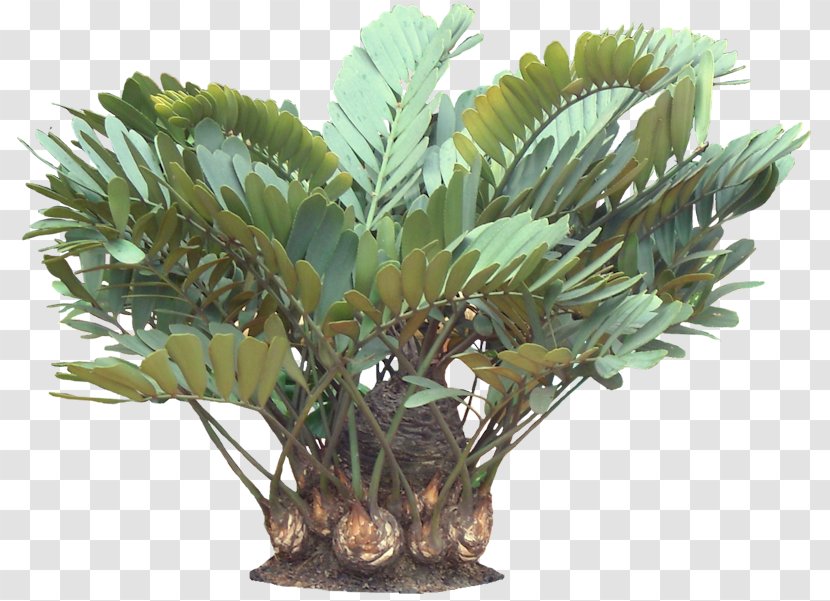 Zamia Furfuracea Plant Tropics Arecaceae - Ornamental - Tropical Leaves Transparent PNG