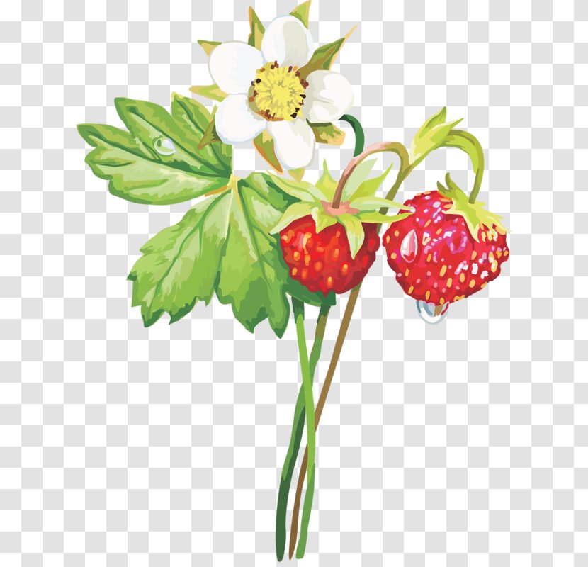 Musk Strawberry Aedmaasikas Clip Art - Cherry - Hand-painted Flowers And Green Leaves Transparent PNG