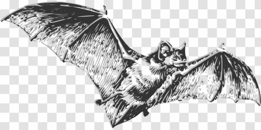 Vampire Bat Halloween - Monochrome Transparent PNG