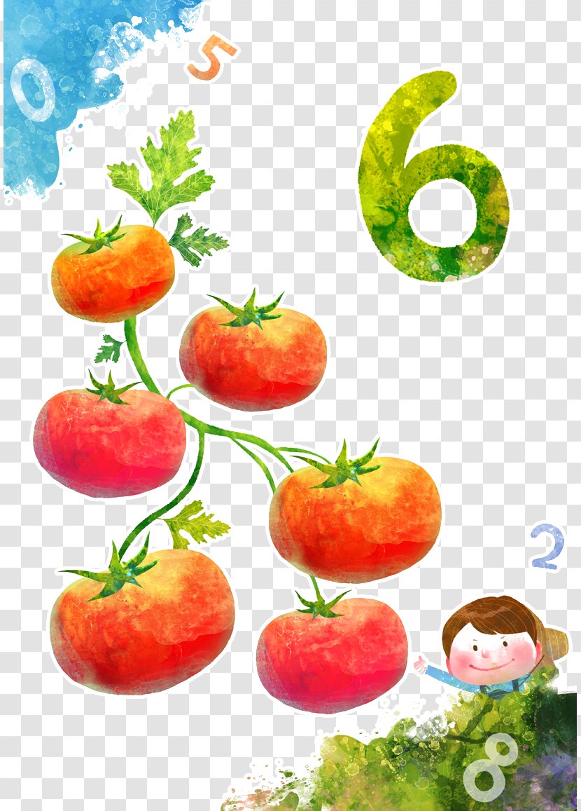 Watercolor Painting Cartoon Illustration - Local Food - Six Tomatoes Transparent PNG