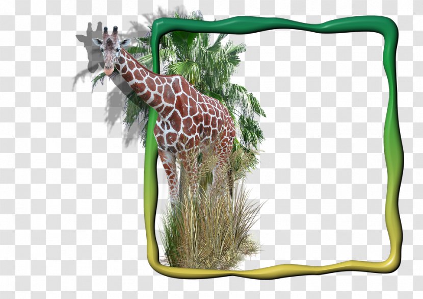 About Giraffes - Terrestrial Animal - Giraffe Transparent PNG