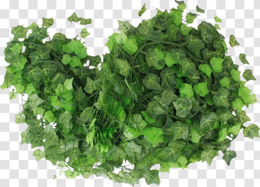 Common Ivy Leaf Artificial Flower Cutting - Paisa Transparent PNG
