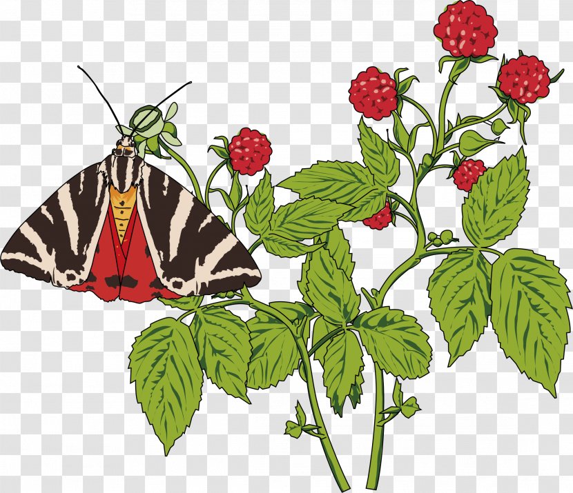 Butterfly Papillon Dog Drawing Clip Art - Invertebrate - Raspberry Transparent PNG