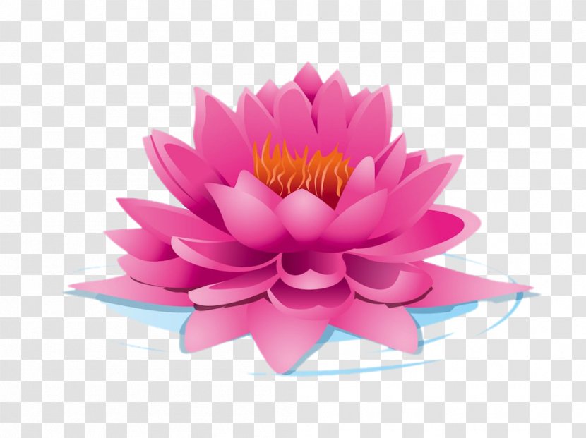 Nelumbo Nucifera Euclidean Vector Clip Art - Flowering Plant - Pink Lotus Transparent PNG