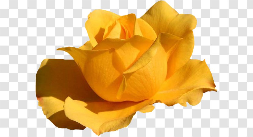 Yellow Color Ping WQVGA - Flower - Garden Roses Transparent PNG