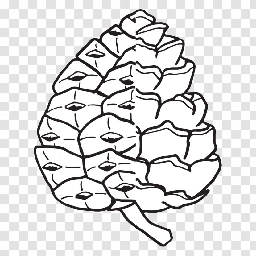 Conifer Cone The Life Cycle Of A Pine Tree Coloring Book - Heart - Parts Vector Transparent PNG