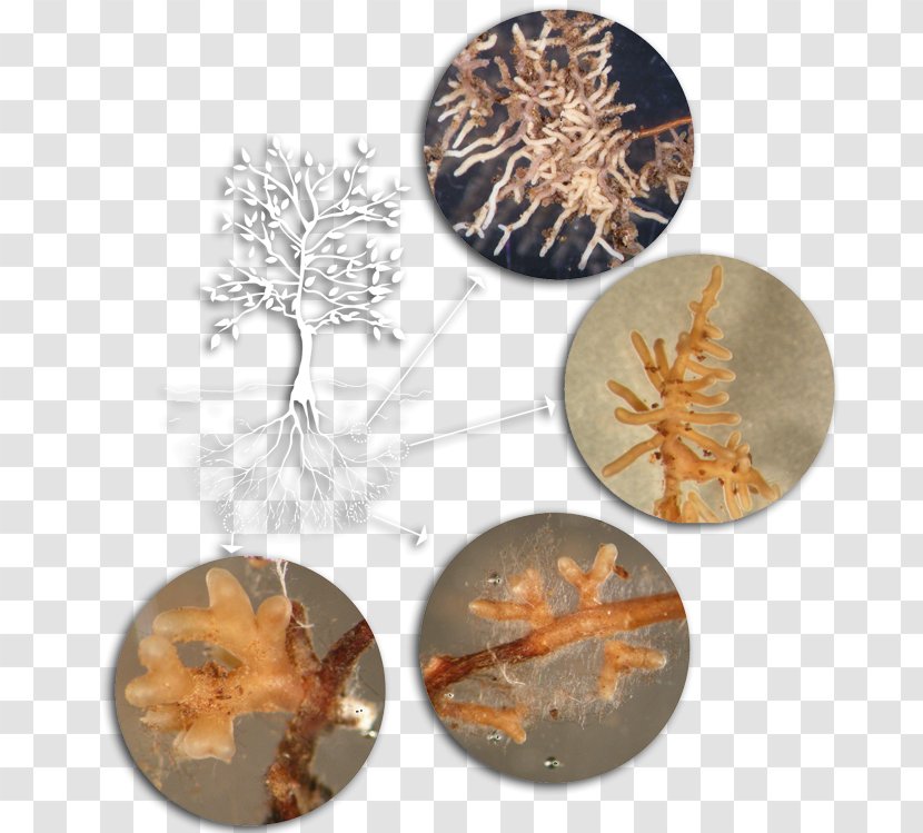 Tree Mycorrhiza Fungus Root Pine Transparent PNG
