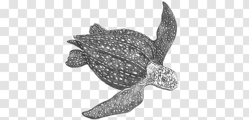 Loggerhead Sea Turtle Leatherback Reptile Tortoise - Terrestrial Animal Transparent PNG