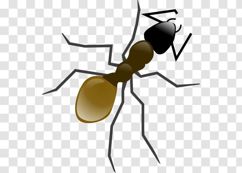 Ant Clip Art - Arthropod - Ants Transparent PNG
