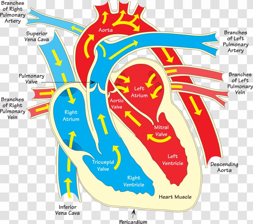 Heart Diagram Vein Clip Art - Silhouette - Human Transparent PNG