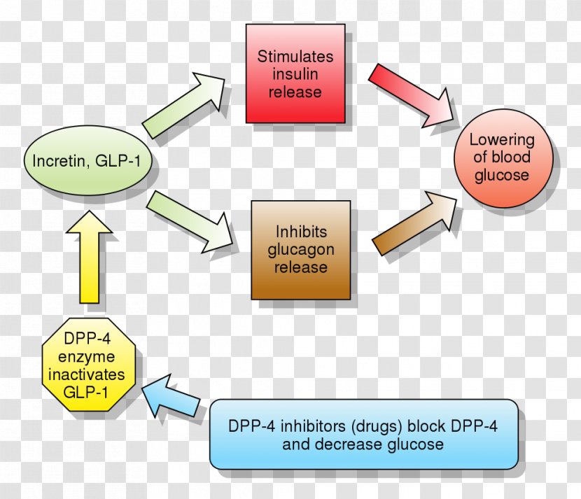 Glucagon-like Peptide-1 Receptor Agonist Dipeptidyl Peptidase-4 Inhibitor Liraglutide Incretin - Linagliptin - Glucagonlike Peptide1 Transparent PNG