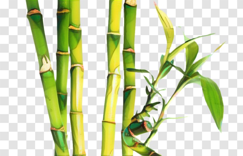 Bamboo Background - Flower - Food Transparent PNG
