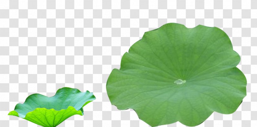 Nelumbo Nucifera Petal - Plant - Lotus Image Transparent PNG