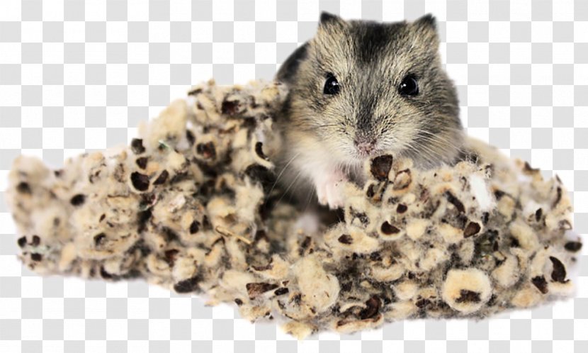 Hamster Rodent Gerbil Rat Ferret - Comfort - Guinea Pig Transparent PNG