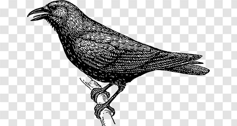 Crow Drawing Clip Art - Black And White - Logo Transparent PNG