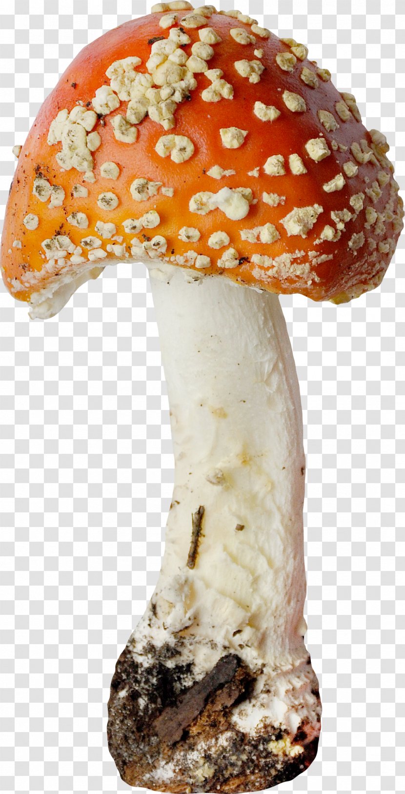 Edible Mushroom Agaric Fungus - Ingredient - Beautiful Orange Mushrooms Transparent PNG