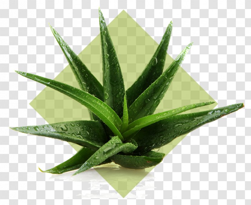 Aloe Vera Plant Stock Photography Indoor Air Quality Gel - Moisturizer Transparent PNG