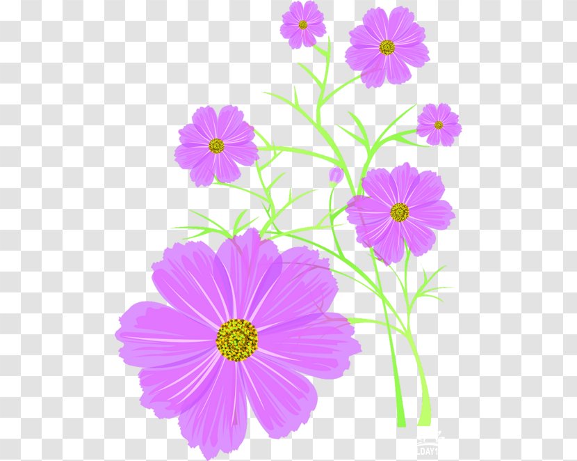 Cosmos Flower Download - Archive File Transparent PNG