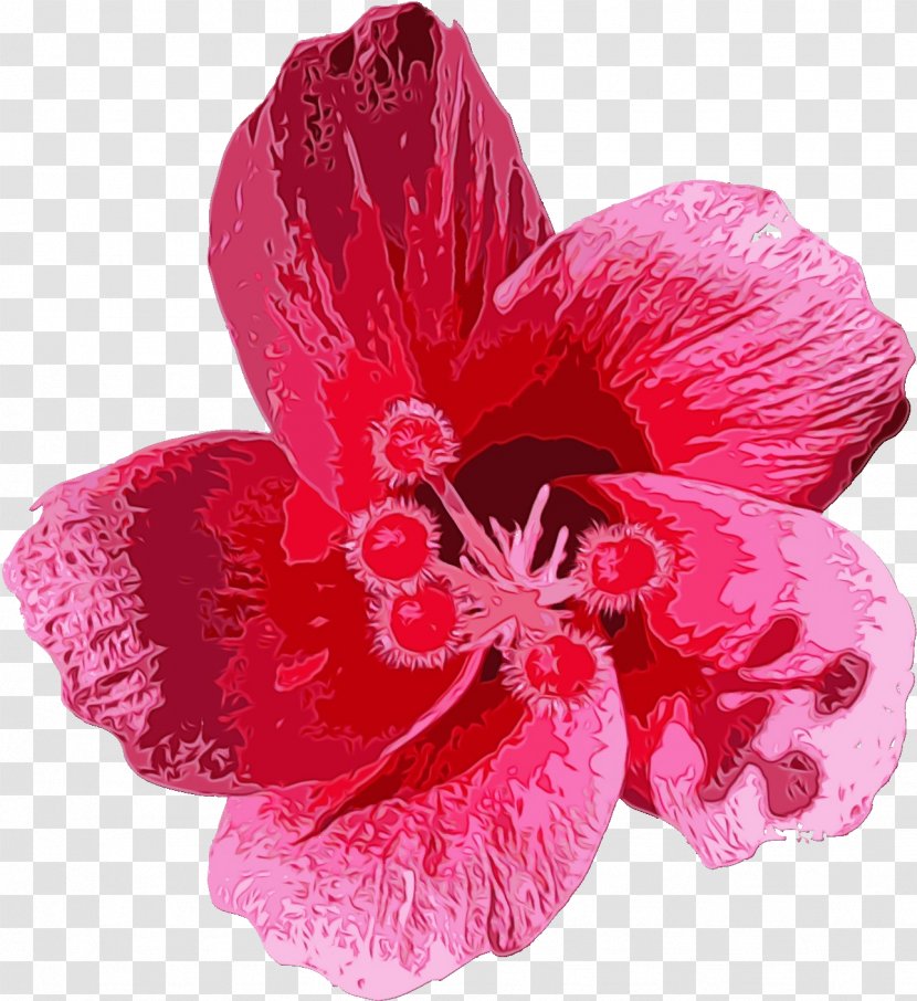 Flowering Plant Petal Flower Pink Hawaiian Hibiscus - Watercolor - Mallow Family Magenta Transparent PNG
