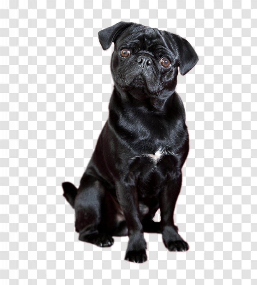 Dog Hair Clipper Cat Puppy Leash - Collar - Black Transparent PNG