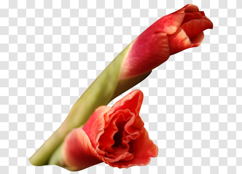 Flower Petal Gladiolus I Wandered Lonely As A Cloud Clip Art - Bud Transparent PNG