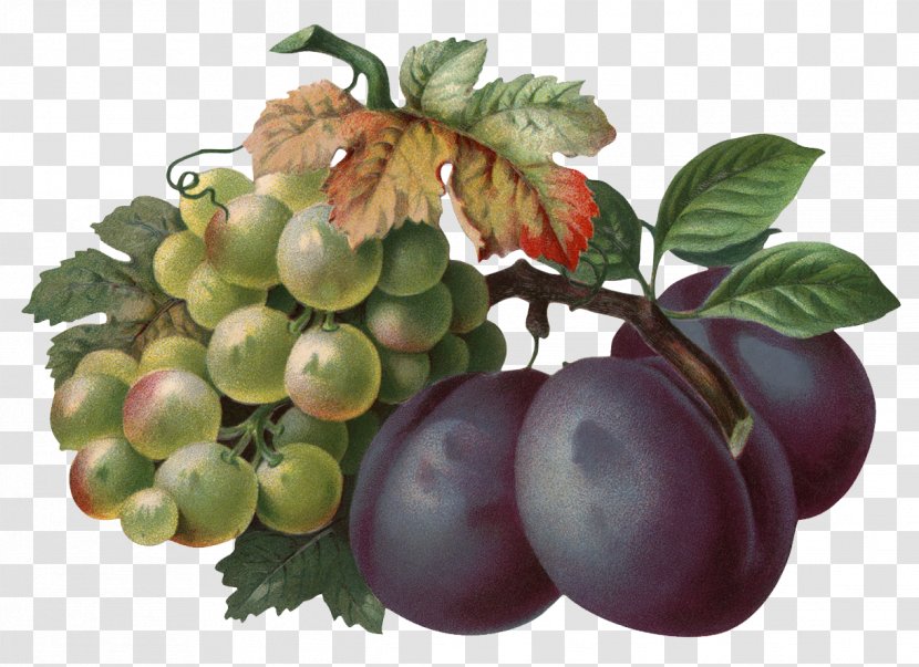 Common Plum Grape Clip Art - Prunus Transparent PNG