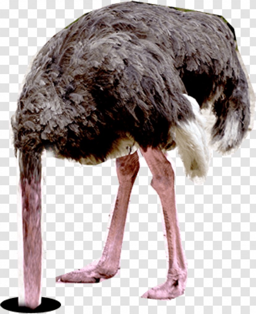 Common Ostrich Effect Emu Letter - Bird Transparent PNG