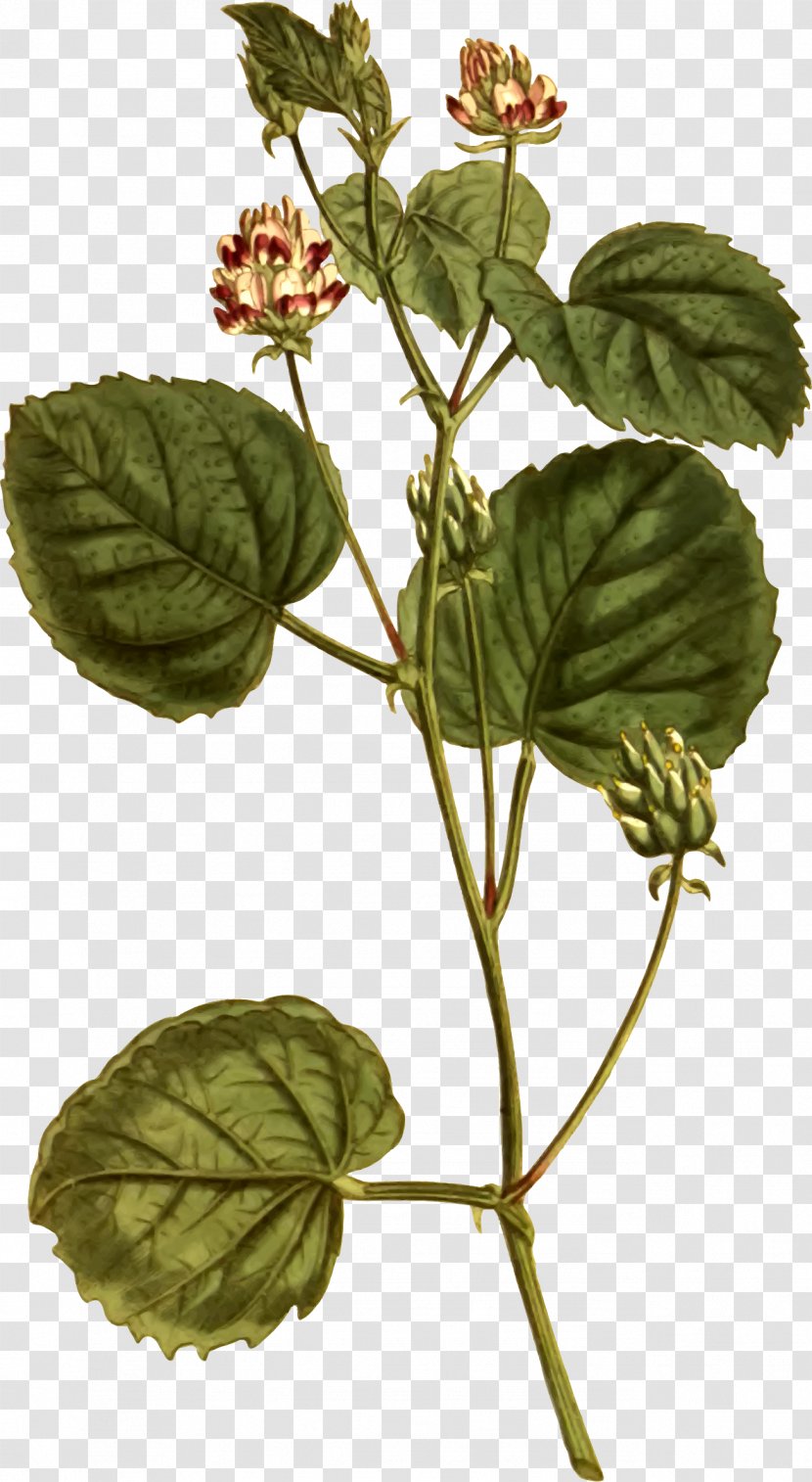 Psoralea Corylifolia Seed Plant Ayurveda Medicine - Hazel Transparent PNG