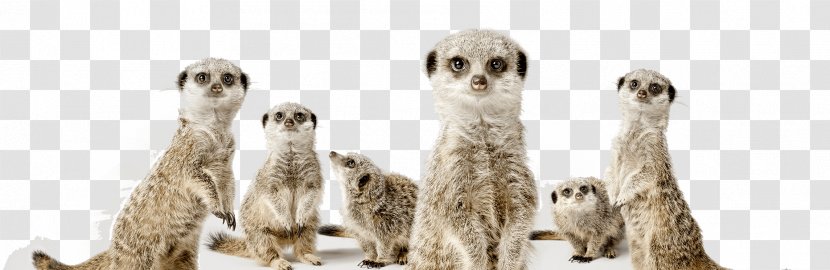 Meerkat Think One Team: The Revolutionary 90 Day Plan That Engages Employees, Connects Silos And Transforms Organisations Royalty-free - Mongoose - Animal Figure Transparent PNG