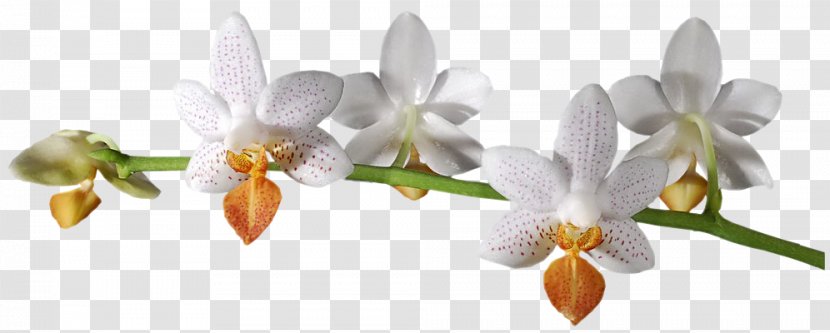 Flower Digital Image Orchids - Hyperlink - Petal Transparent PNG