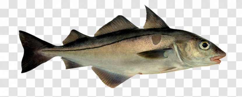 Haddock Fish And Chips Pollock Atlantic Cod Hake Transparent PNG