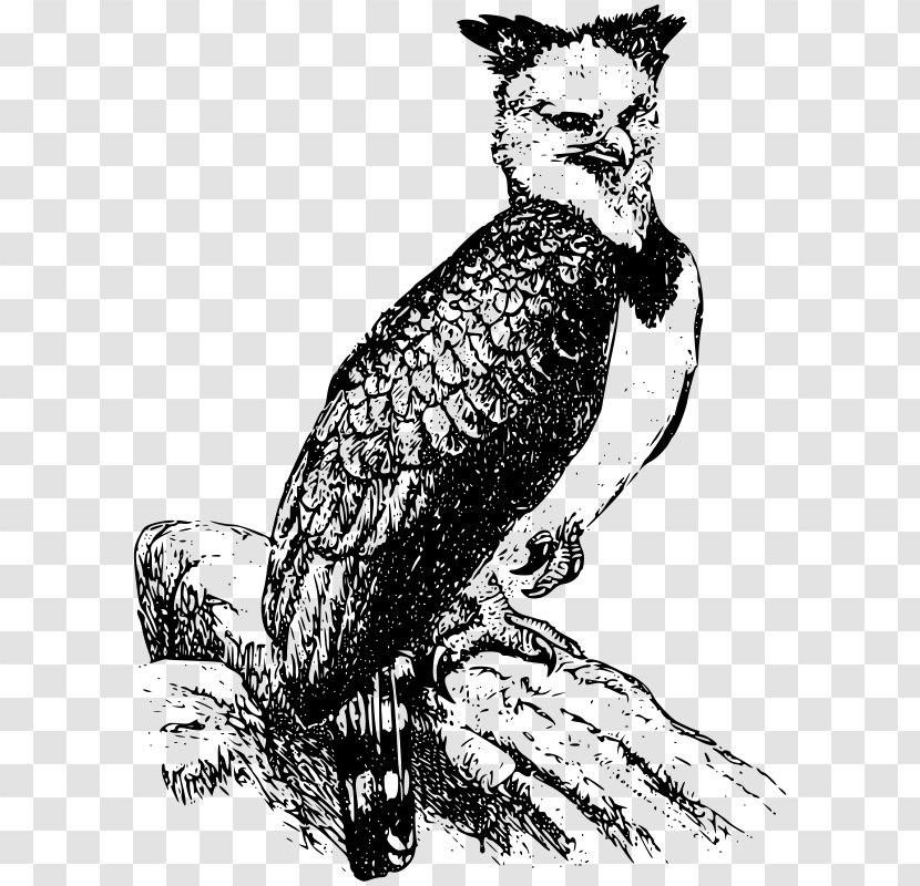 Bald Eagle Harpy Clip Art - Bird Of Prey Transparent PNG