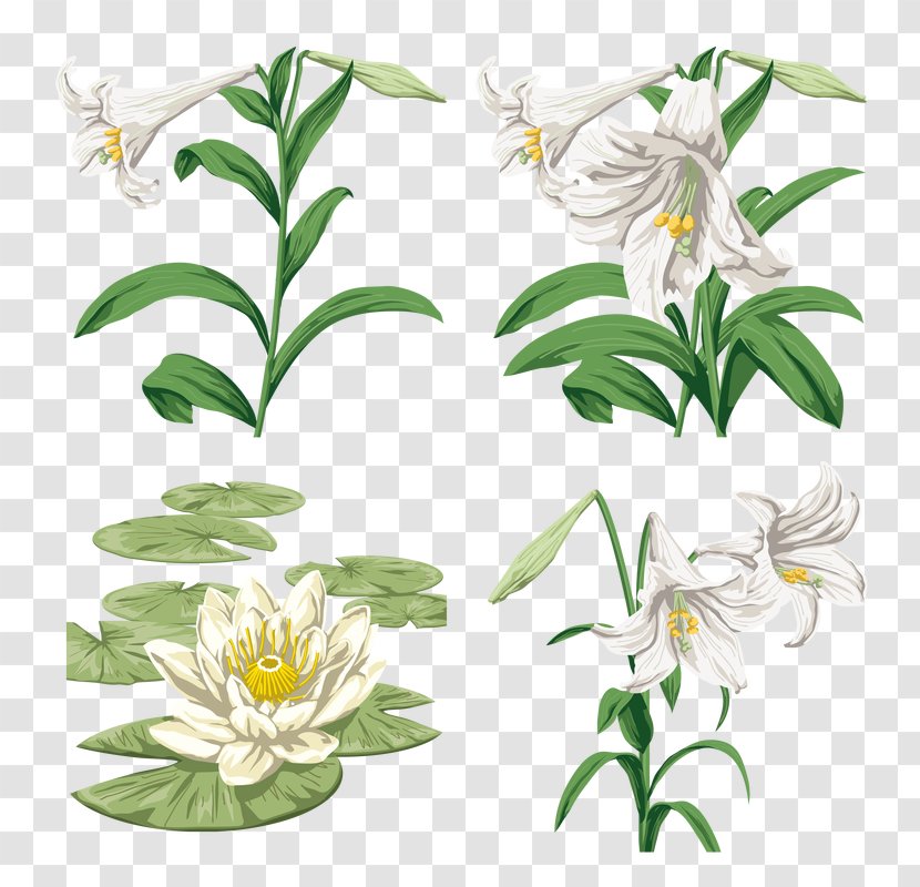 Lilium Graphic Style Design - Pict Transparent PNG