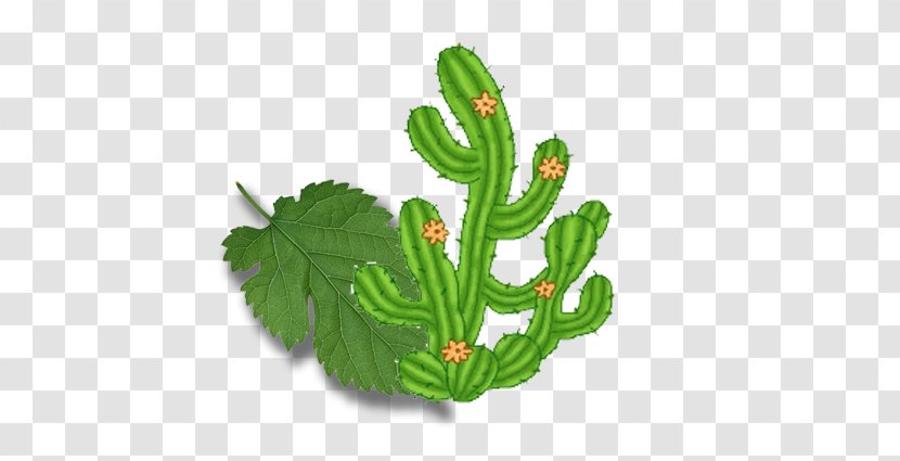 Yading Cartoon Cactaceae - Organism - Cactus Green Leaves Of Plants Transparent PNG
