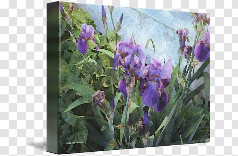 Wildflower - Violet Family - Blue Wall Transparent PNG