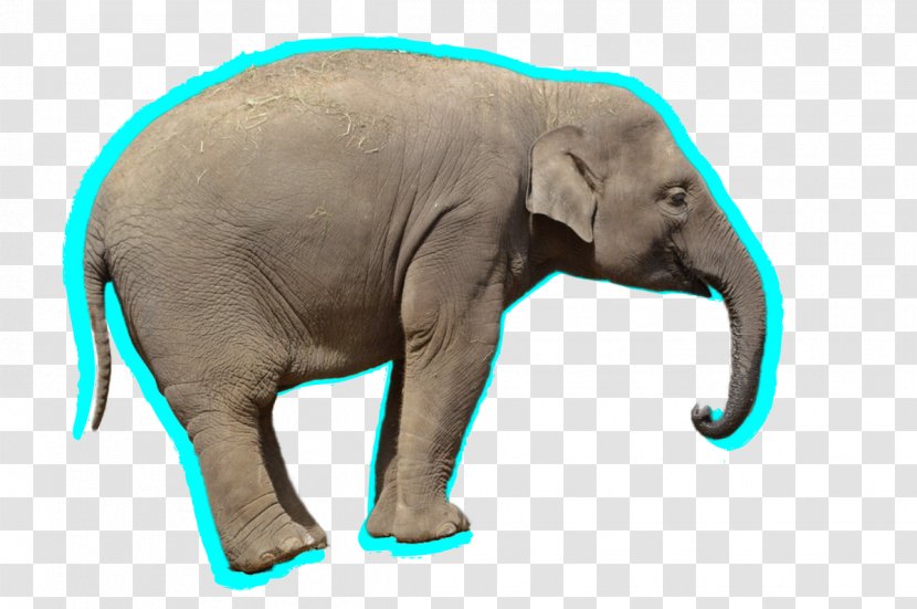 African Elephant Elephantidae Clip Art - Clipping Path - Africa Day Transparent PNG