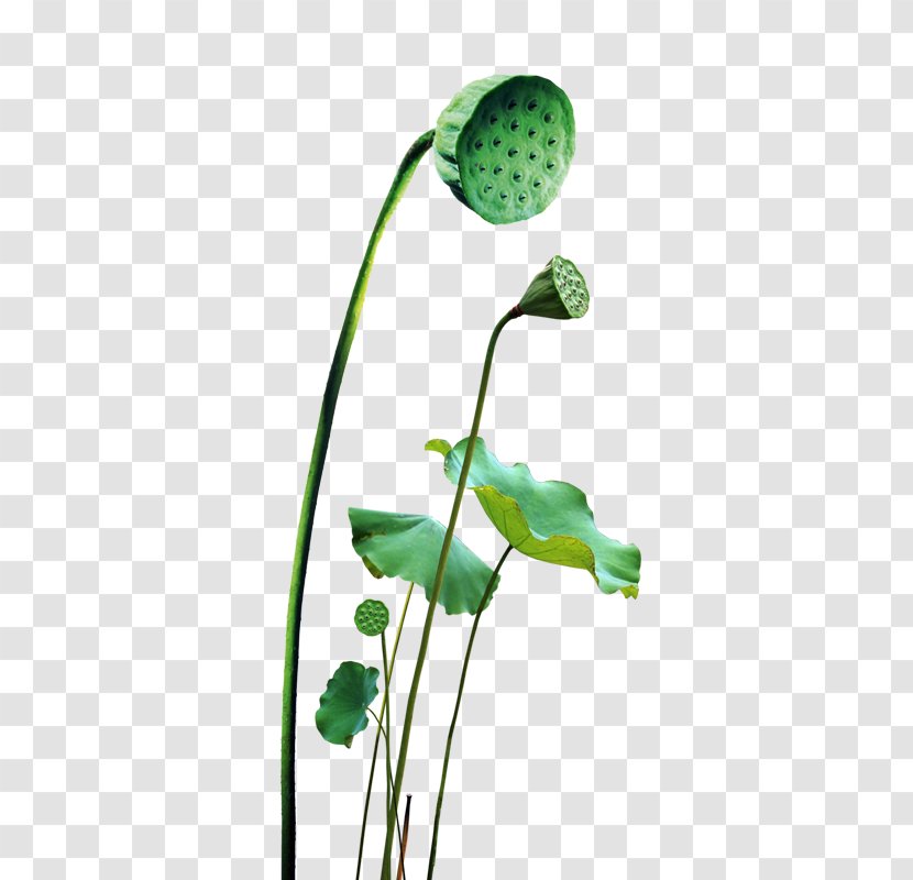 Nelumbo Nucifera Leaf - Plant - Lotus Transparent PNG