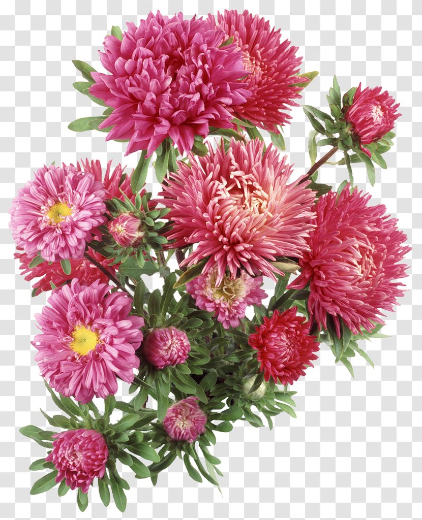 Aster Flower Clip Art - Raster Graphics Transparent PNG