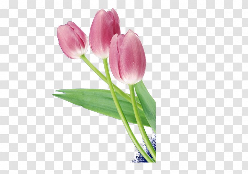 Tulip Flower - Lily Family - Lily,Floral Elements Transparent PNG