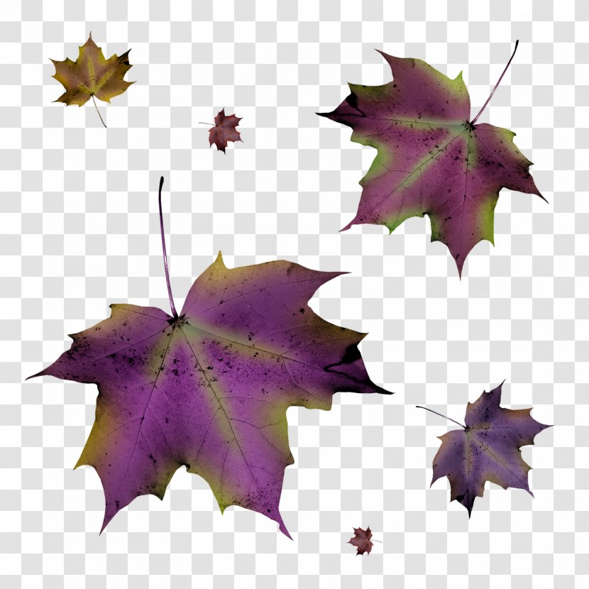 Leaf Autumn Purple - Plant - Leaves Transparent PNG