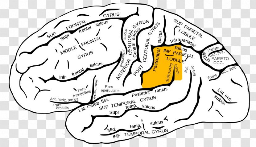 Supramarginal Gyrus Angular Parietal Lobe Lobes Of The Brain - Cartoon Transparent PNG